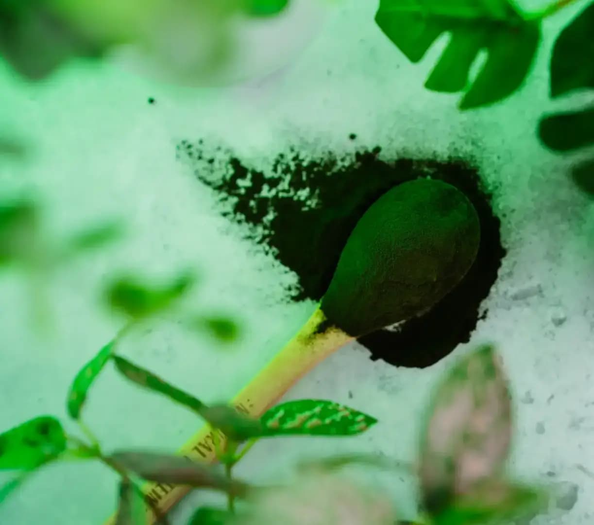 NaturalProtein Chlorella BIO - náhled 3